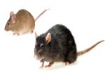 trutki na szczury myszy